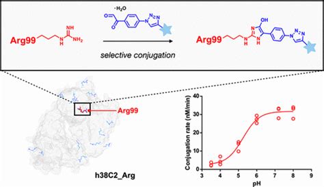 不寻常的 Ph 敏感反应性工程精氨酸残基促进位点选择性抗体偶联biochemistry X Mol