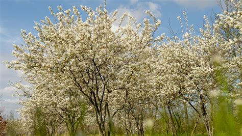 Amelanchier Lamarckii Multi Stem