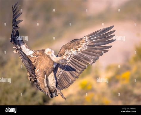 Griffon vautour Gyps fulvus voler et se préparer à atterrir dans les