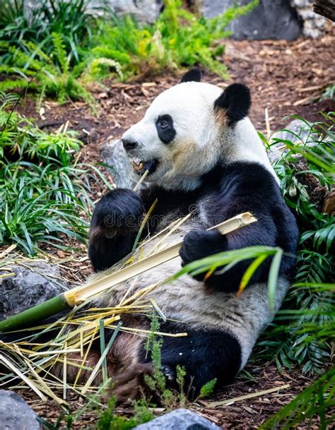 Panda Play stock photo. Image of twins, atlanta, bear - 105907574