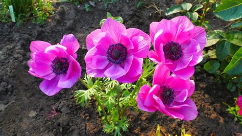 Anemones Garden Plants - Free photo on Pixabay - Pixabay