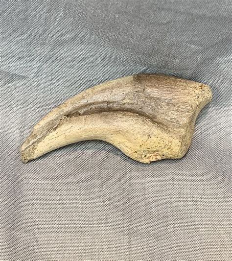 Authentic Anzu Dinosaur Claw The Dinosaur Store And Museum