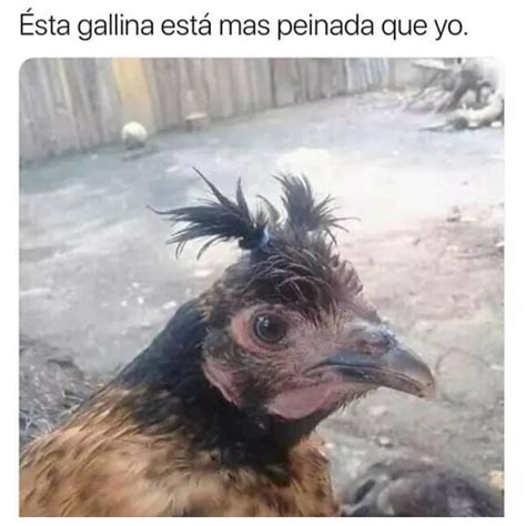 Ésta Gallina Está Mas Peinada Que Yo Memes