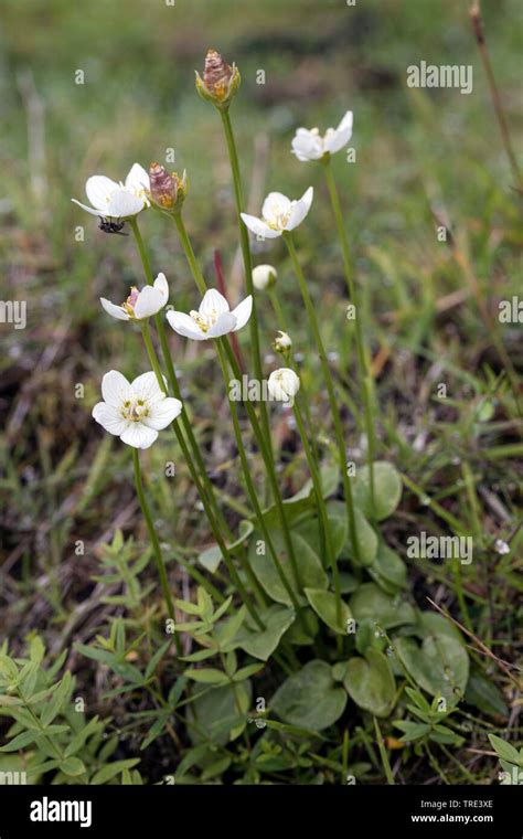 Marsh Grass Of Parnassus Parnassia Palustris Blooming Iceland Stock