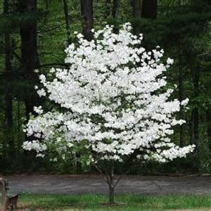 Amazon.com : Flowering Dogwood Tree Seeds - 20 Seeds - Made in USA ...