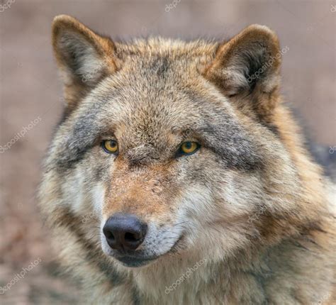 Wolf Face Close Up