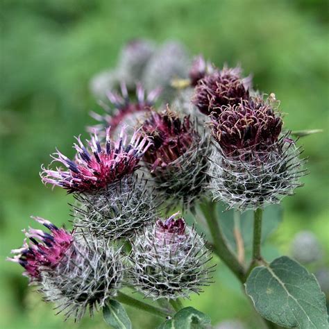 Лопух войлочный (Arctium tomentosum Mill.) - лекарственное, съедобное ...