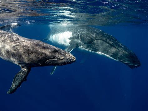 So Ar Con Ballena En El Mar