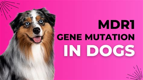 Understanding the MDR1 Gene Mutation in Dogs: What Every Dog Owner ... 