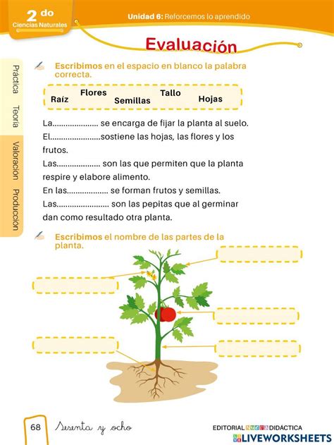 Partes De La Planta Worksheet 