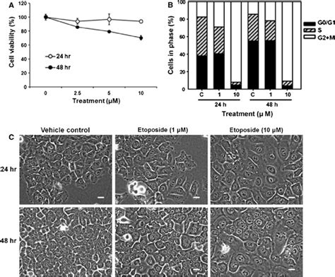 Effects Of Etoposide On Viability Cell Cycle Distribution And