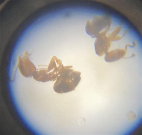 Pharaoh ant? : r/pestcontrol