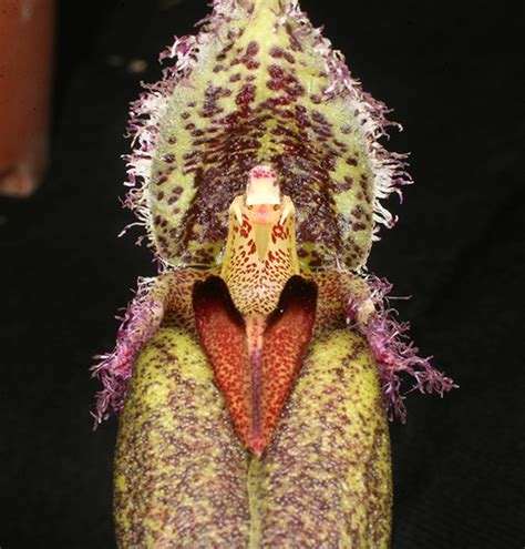 Bulbophyllum Romyi Orchidaceae Image At Phytoimages Siu Edu