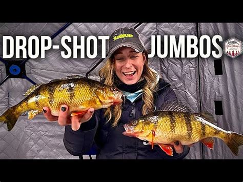 Ice Fishing For Jumbo Perch Drop Shot Rig Youtube