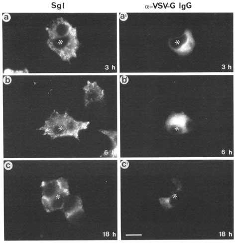 Double Immunofluorescence Micrographs Showing The Transient Presence Of