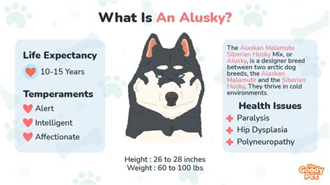 Alaskan Malamute Siberian Husky Mix - Your Complete Breed Guide To ...