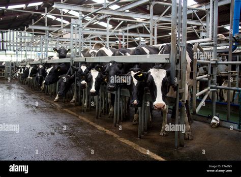 Dairy Cows Being Milked Stock Photo Alamy