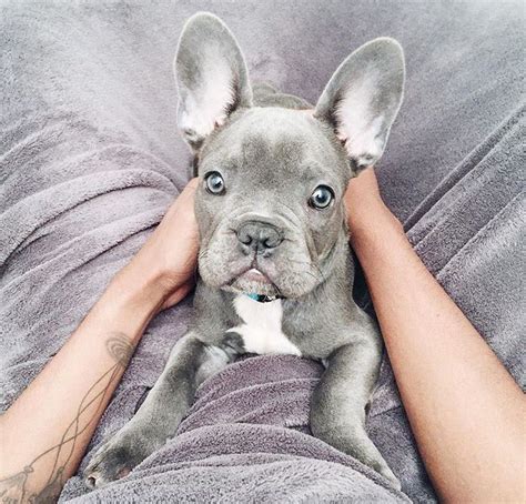 Grey frenchie | Puppy love, French bulldog, Puppies