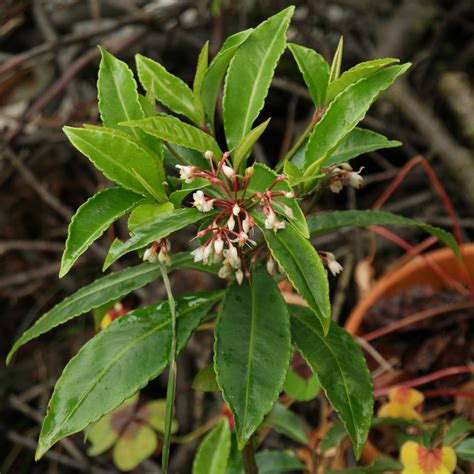 Ardisia crenata