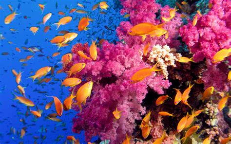 Coral Reef Wallpaper HD (65+ images)