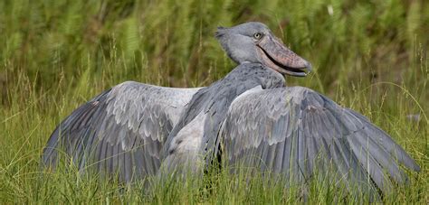 Shoebill Stork Uganda Birding Safaris