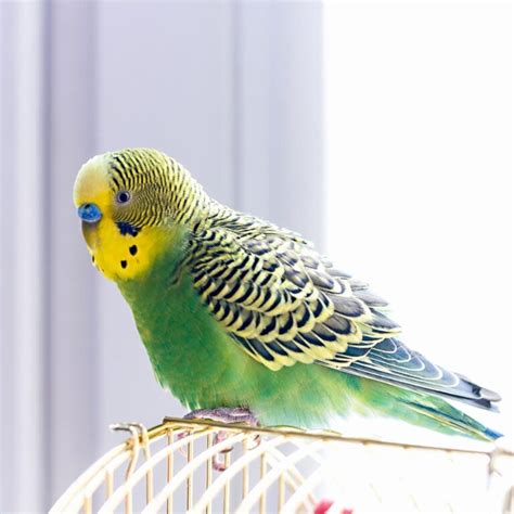 312 Best Bird Names (Cute, Unique, and Cool) - Every Little Name