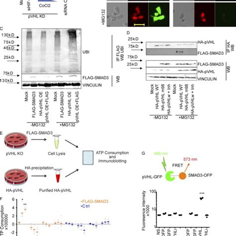 Pvhl Impairs The Activity Of Tgf Smad Signaling In Cells A Pvhl