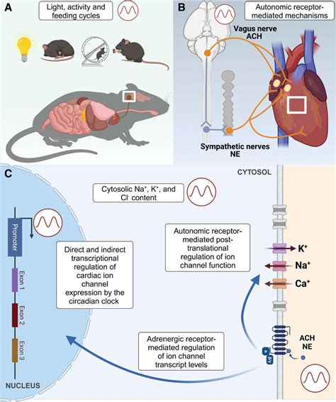 Circadian Regulation Of Cardiac Arrhythmias And Electrophysiology