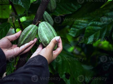 Agriculture green raw cacao pods or raw green cacao fruit on cocoa tree ...