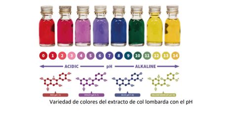 Indicador Ph Con Col Lombarda Y Mesa De Luz Trocitos De Vida