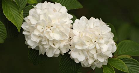 Viburnum Flowers-cs