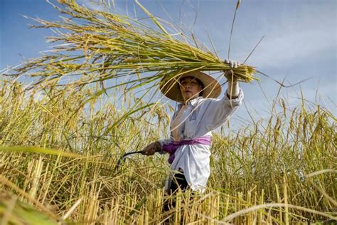 Crispr Rice Increases Grain Yield 25 In Chinese Field Trials Genetic