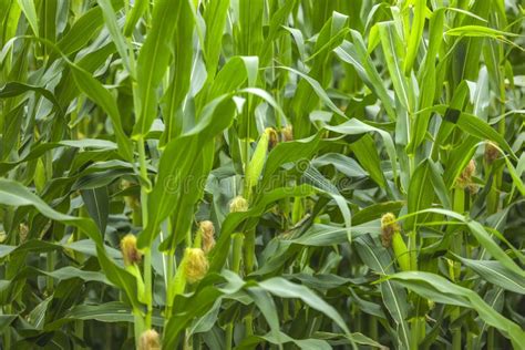 Green Field Of Corn In India Stock Photo Image Of Autumn Harvest