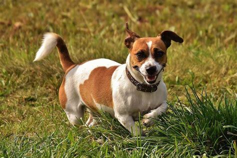 How Much Does A Jack Russell Terrier Weigh Terrier Hub