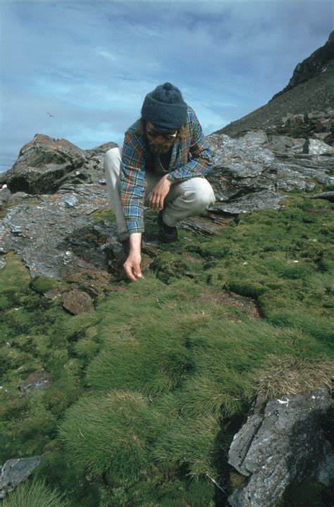 Antarctic Grass