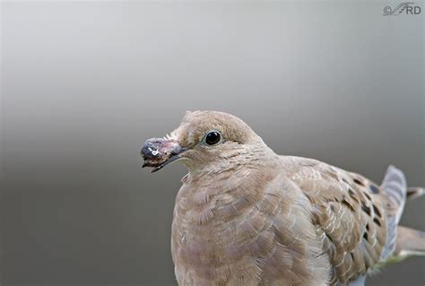 Avian Pox And Bird Feeders Feathered Photography