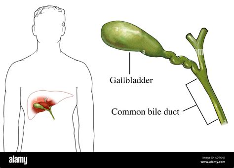 The Common Bile Duct Stock Photo Royalty Free Image 7710620 Alamy