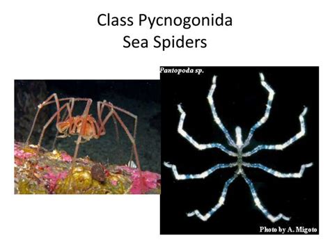 Ppt Arthropoda Powerpoint Presentation Id 2067384