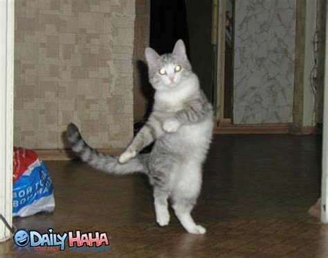 dancing cat posing