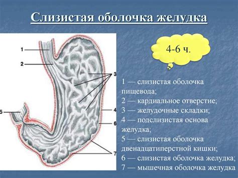 Желудок: где находится, анатомия органа, расположение и функции в ...