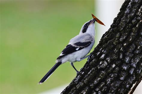 Shrike Program Paving The Way In Migratory Songbird Conservation