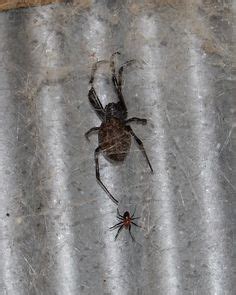 Id Es De Spiders Araign E Khao Lak Frelon