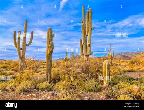 usa arizona phoenix desert  res stock photography  images alamy