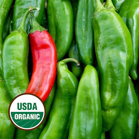 Organic Anaheim Chile Hot Pepper Seeds Everwilde Farms