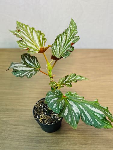 Begonia Lana Angel Wing Growers Choice 6 Pot The Terrarium