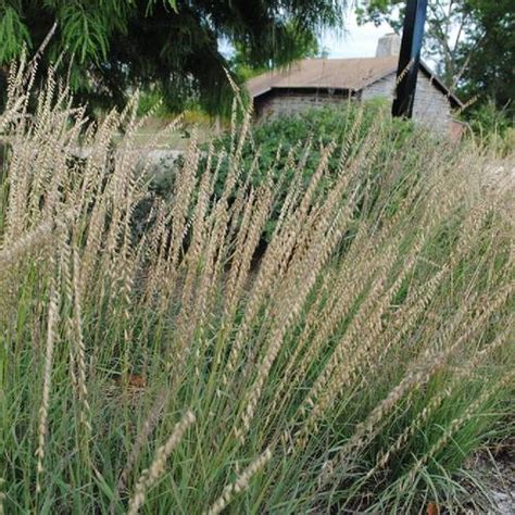 Sideoats Grama Grass Bouteloua Curtipendula