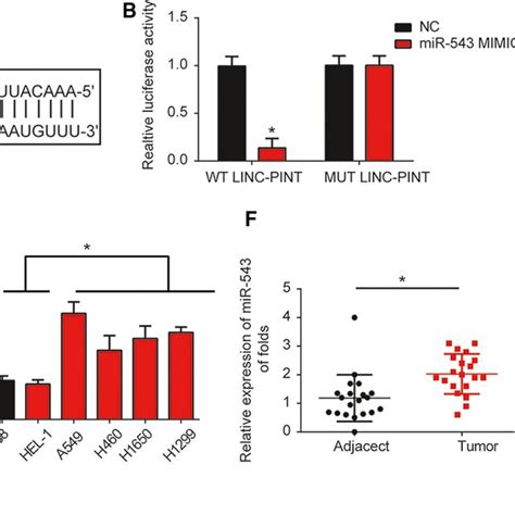 Effects Of Linc‐pint On Lung Cancer Cell Apoptosis And Cell Cycle A‐b