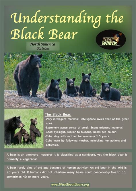 Facts At A Glance – North American Black Bear – Ursus Americanus | Bear ...