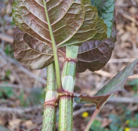 The Foraged Foodie Foraging Identifying And Eating Japanese Knotweed