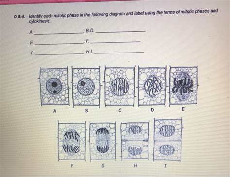 Solved Q8-4. Identify each mitotic phase in the following | Chegg.com